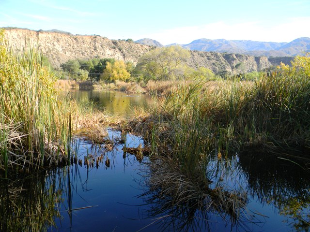WildernessGardensPond.jpg