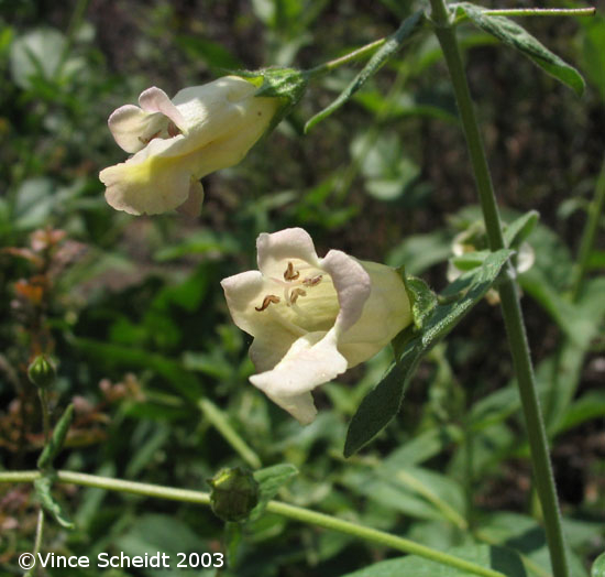 Copright_Vince_Scheidt_2003_heart-leaved_pitcher_s