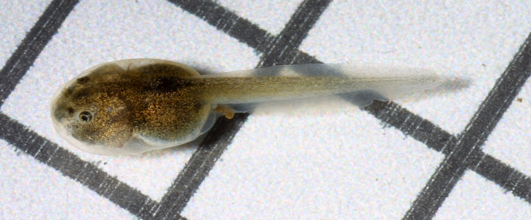 spha2.jpg