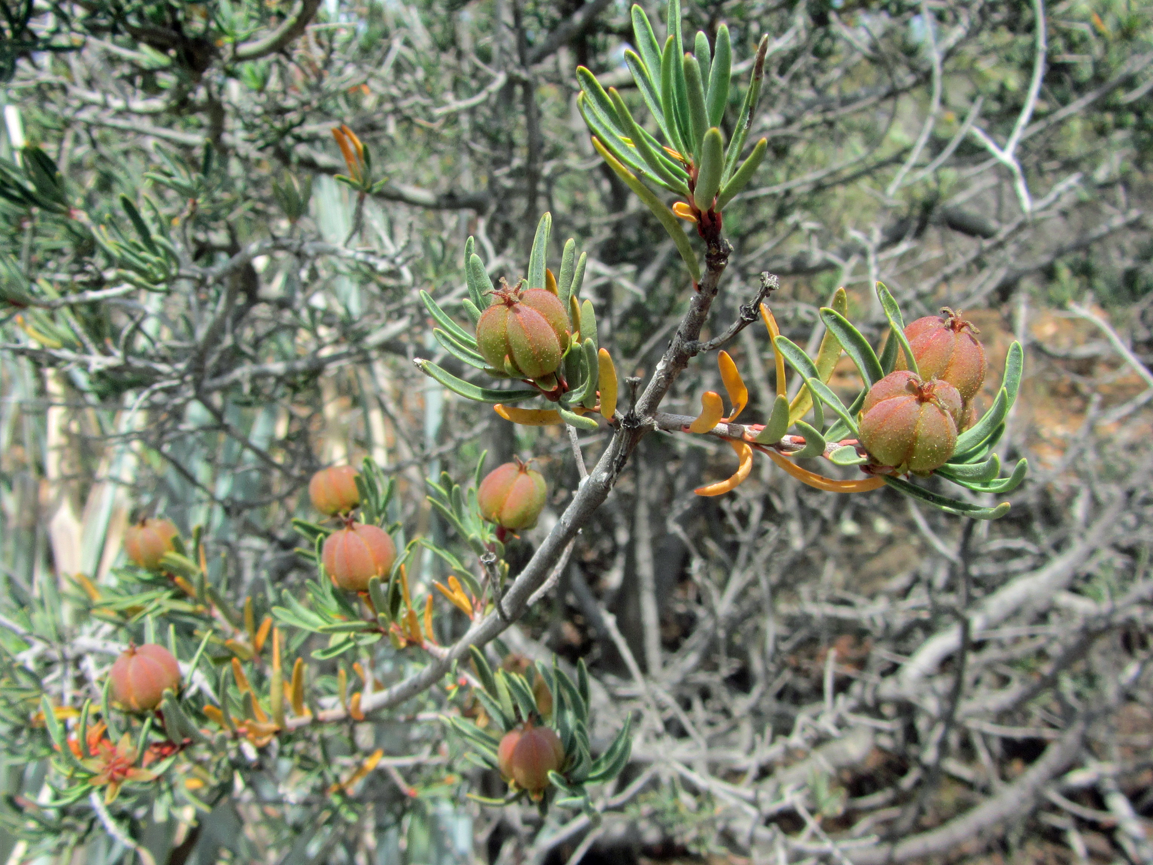 TEDI_fruiting 2_PGR_Parry'sTetracoccus.jpg