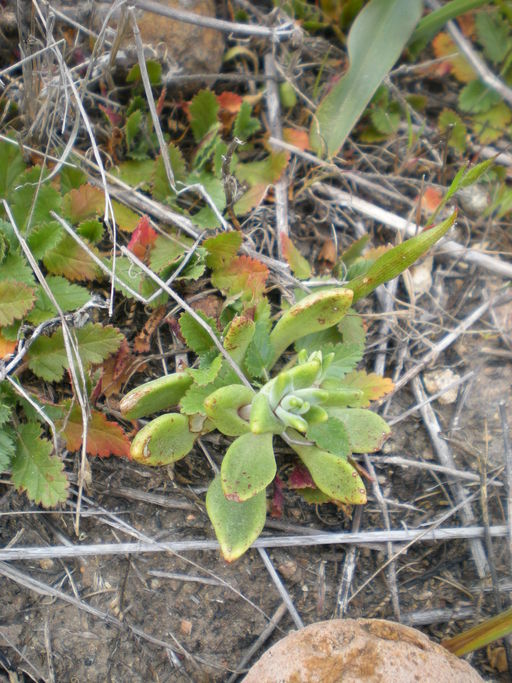variegated_dudleya_AnnaBennett_2009_ii.jpeg