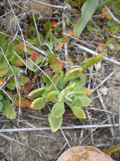 variegated_dudleya_AnnaBennett_2009_ii.jpeg