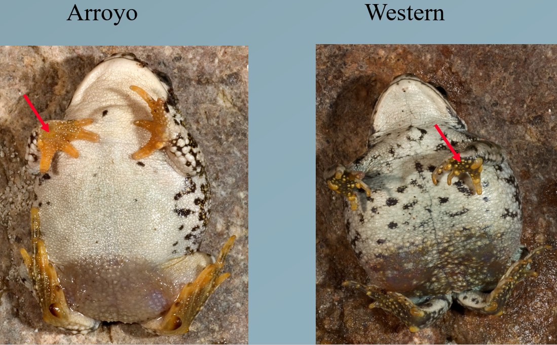 ArroyoVsWesternToadVenter.jpg