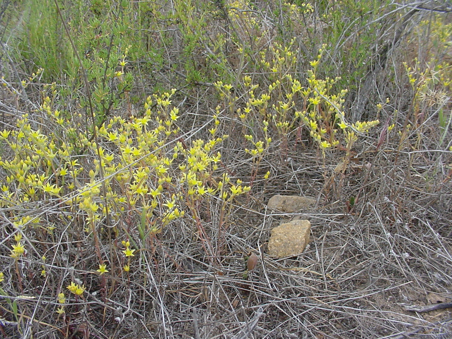 DUVA San Miguel Mt 18 May 2006 025.jpg