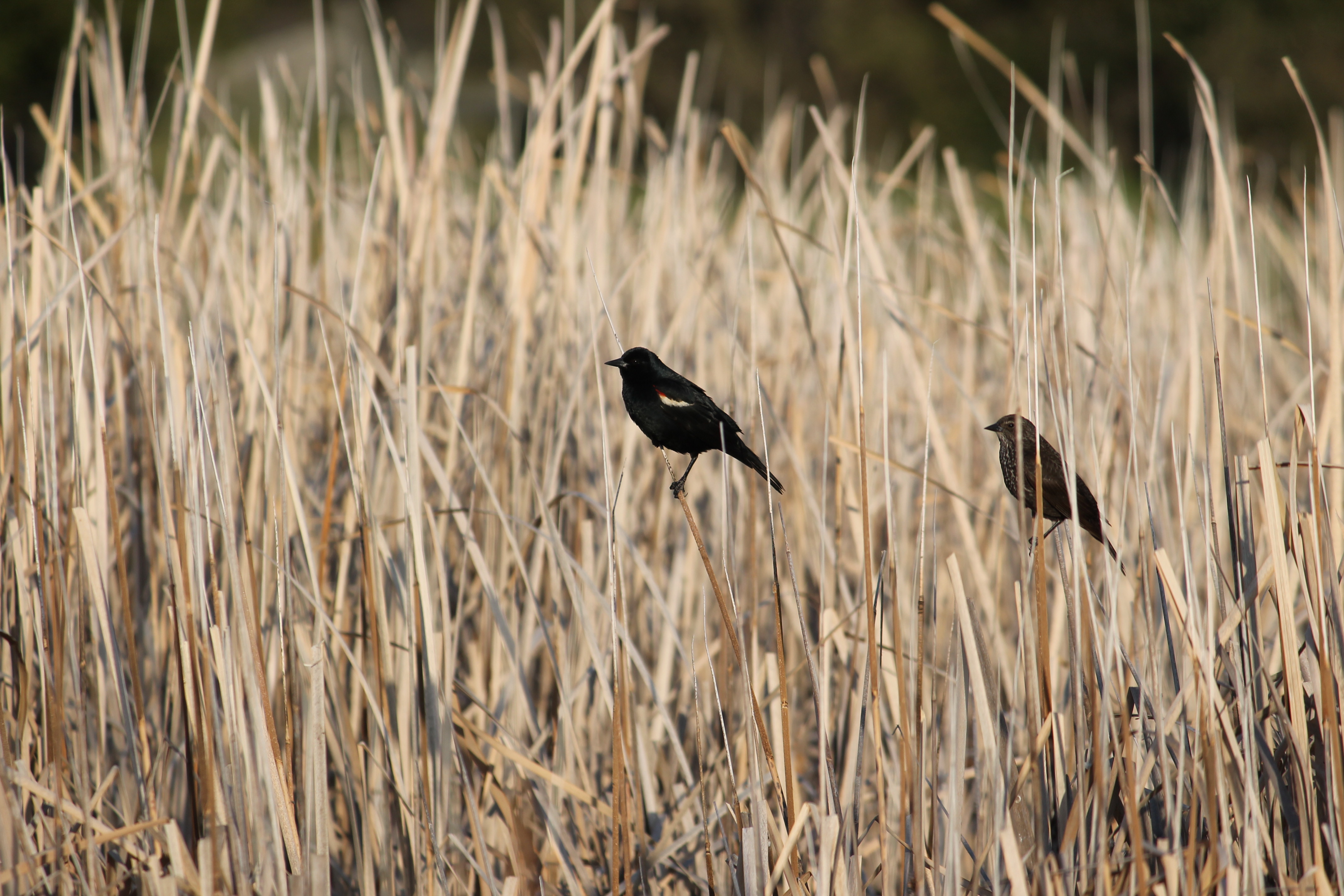 Tricolored Blackbird59_Scarlett_Howell.jpg