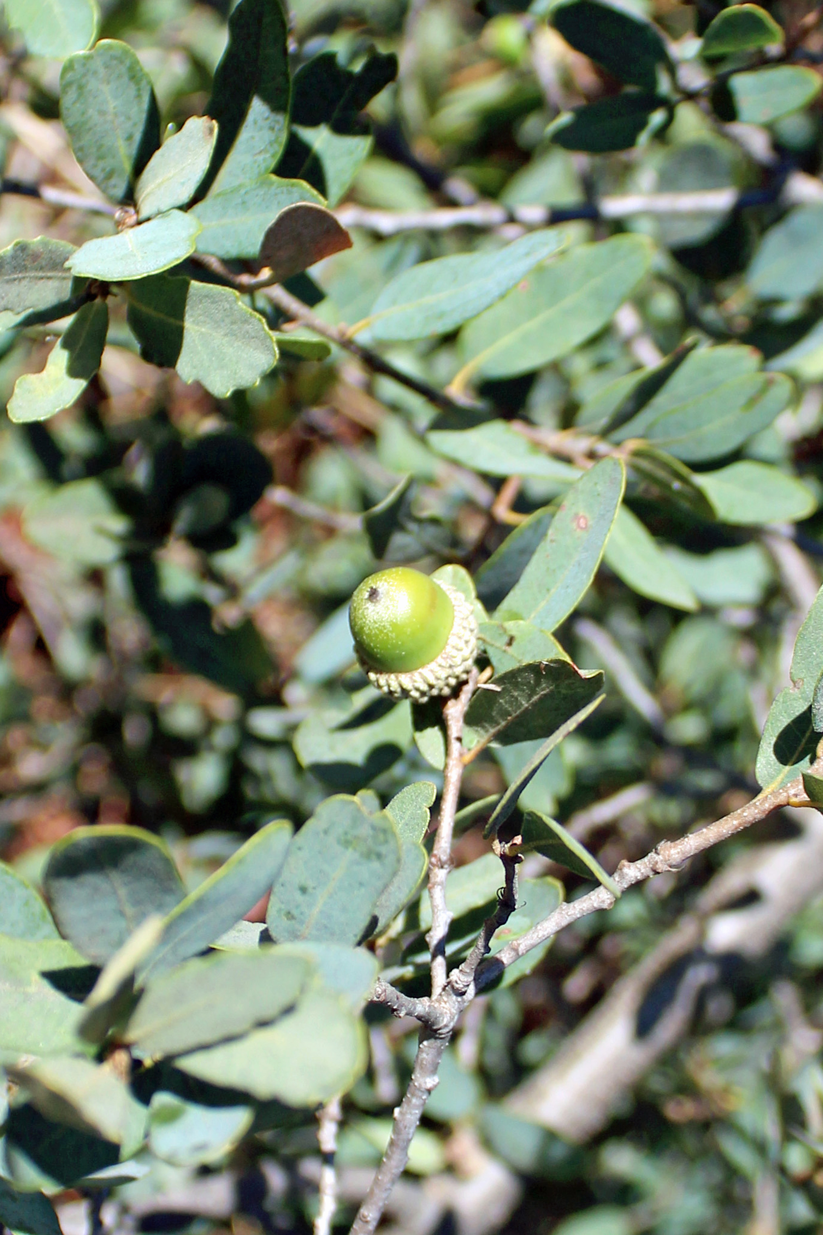 QUEN2_closeup_PGR_Engelman_oak.jpg