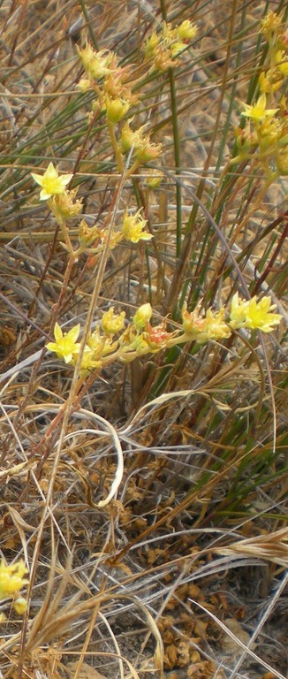 variegated_dudleya_AnnaBennett_2009.jpeg