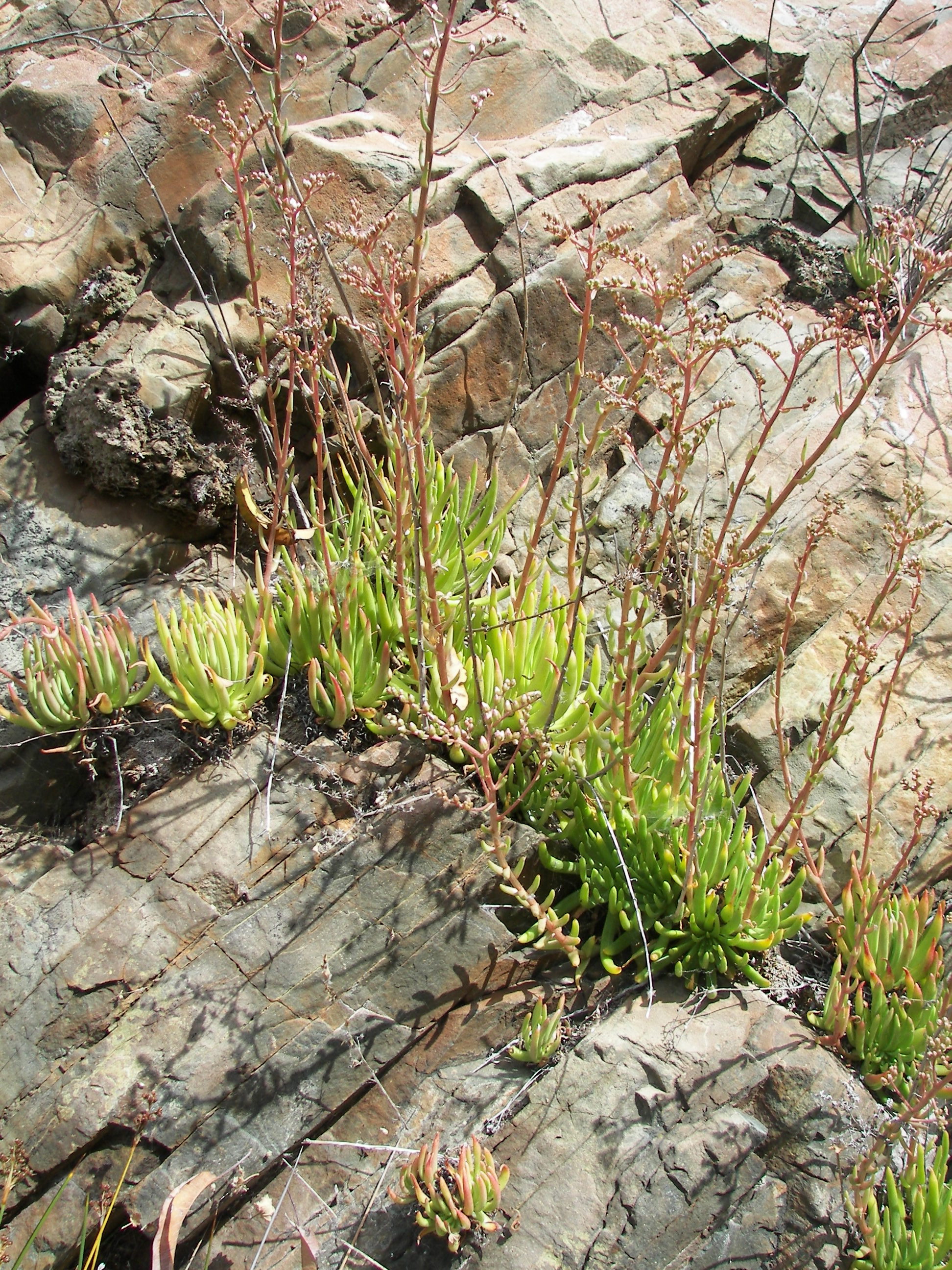 Dudleya focus on basal rosette.jpg