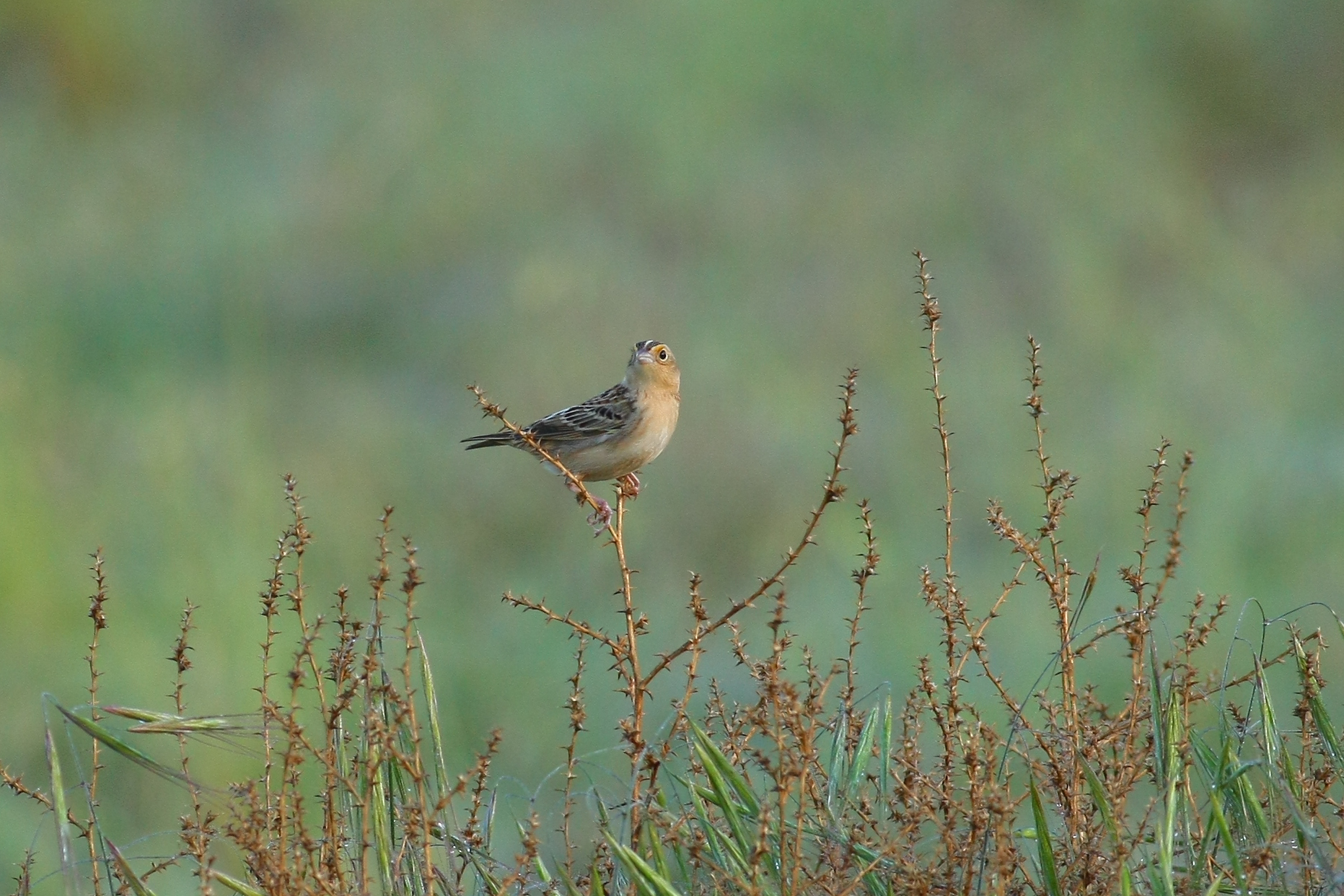 GrasshopperSparrow_AlexHouston.jpg