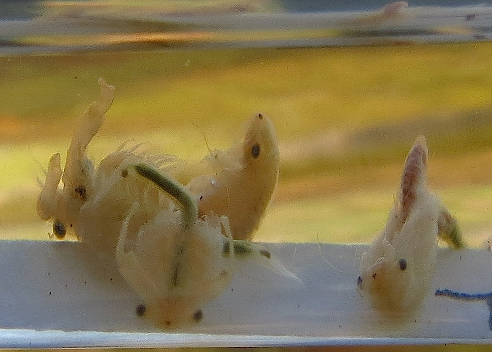 1355_SanDiegoFairyShrimp_copyright_KrisAlberts.jpeg