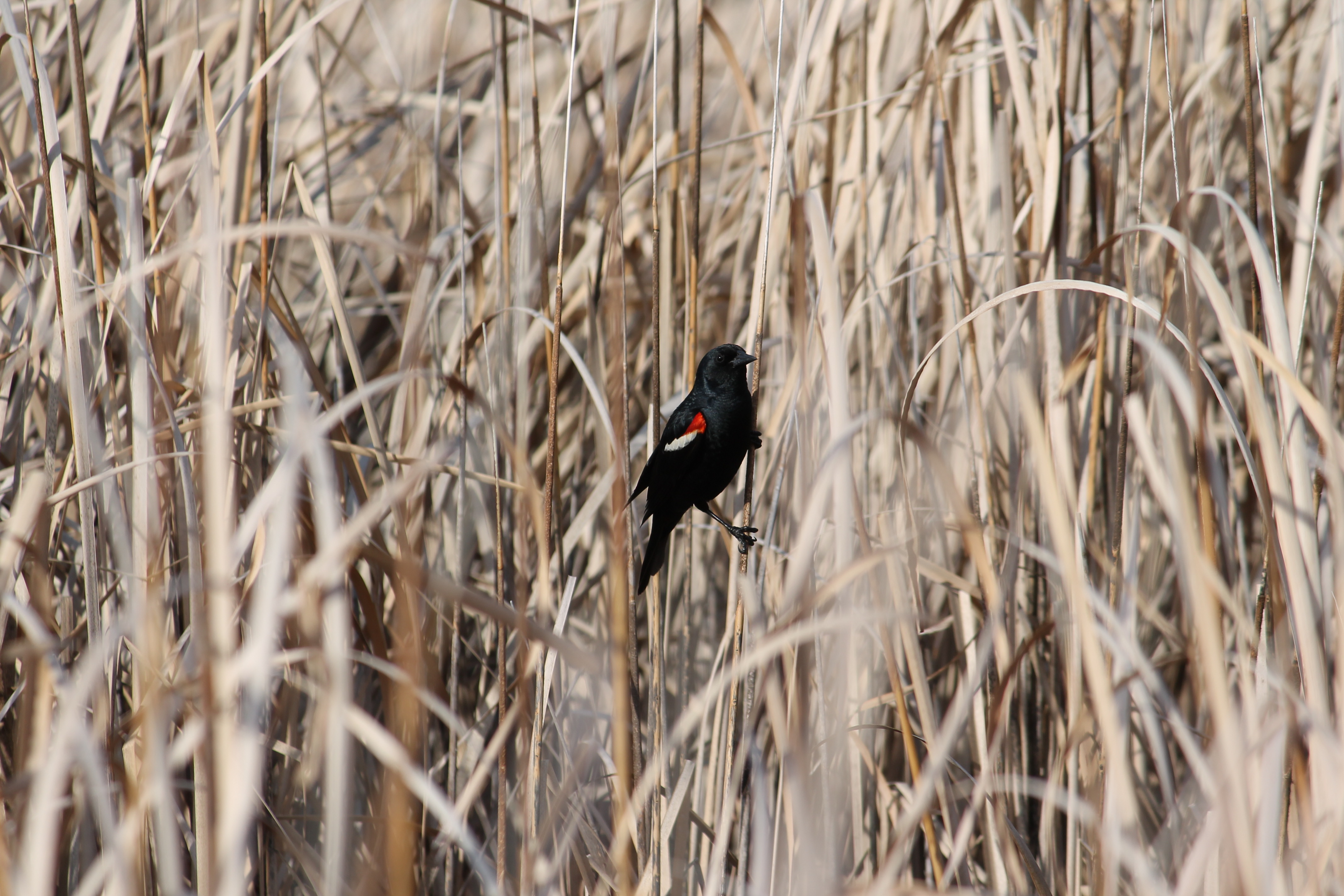 Tricolored Blackbird28_Scarlett_Howell.jpg