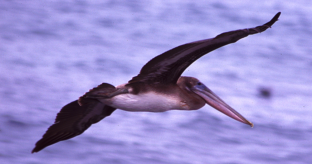 peoc2_La Jolla_brown_pelican.jpg