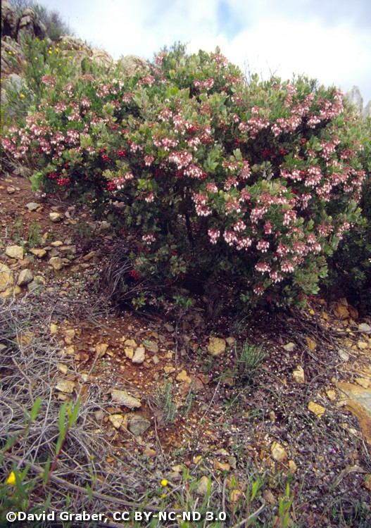 Otay_manzanita_copyright_David_Graber_CreativeComm