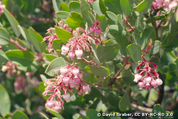 Otay_manzanita_copyright_David_Graber_CreativeComm