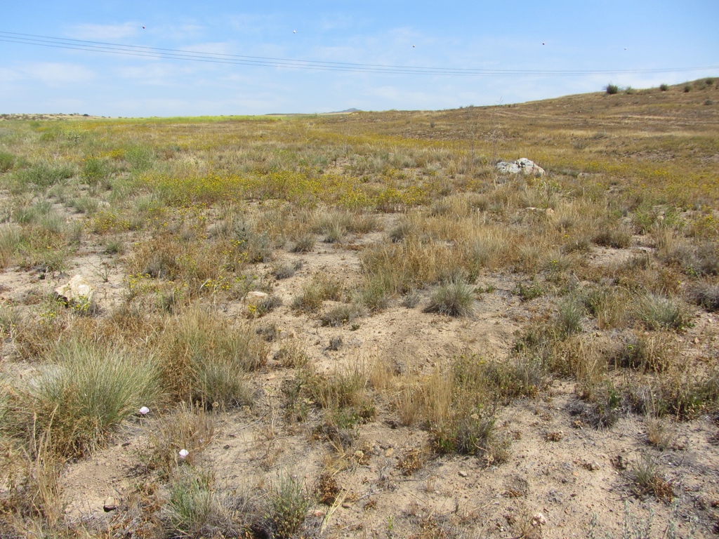 Wildflowers and bunch grasses after 3 years of treatment.jpg