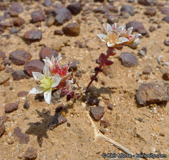 Dudleya_brevifolia_2_KeirMorse.jpeg