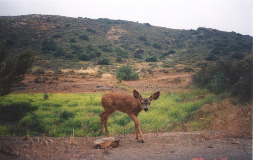 Fawn_USGS_remote_camera_RanchoJamul.jpg