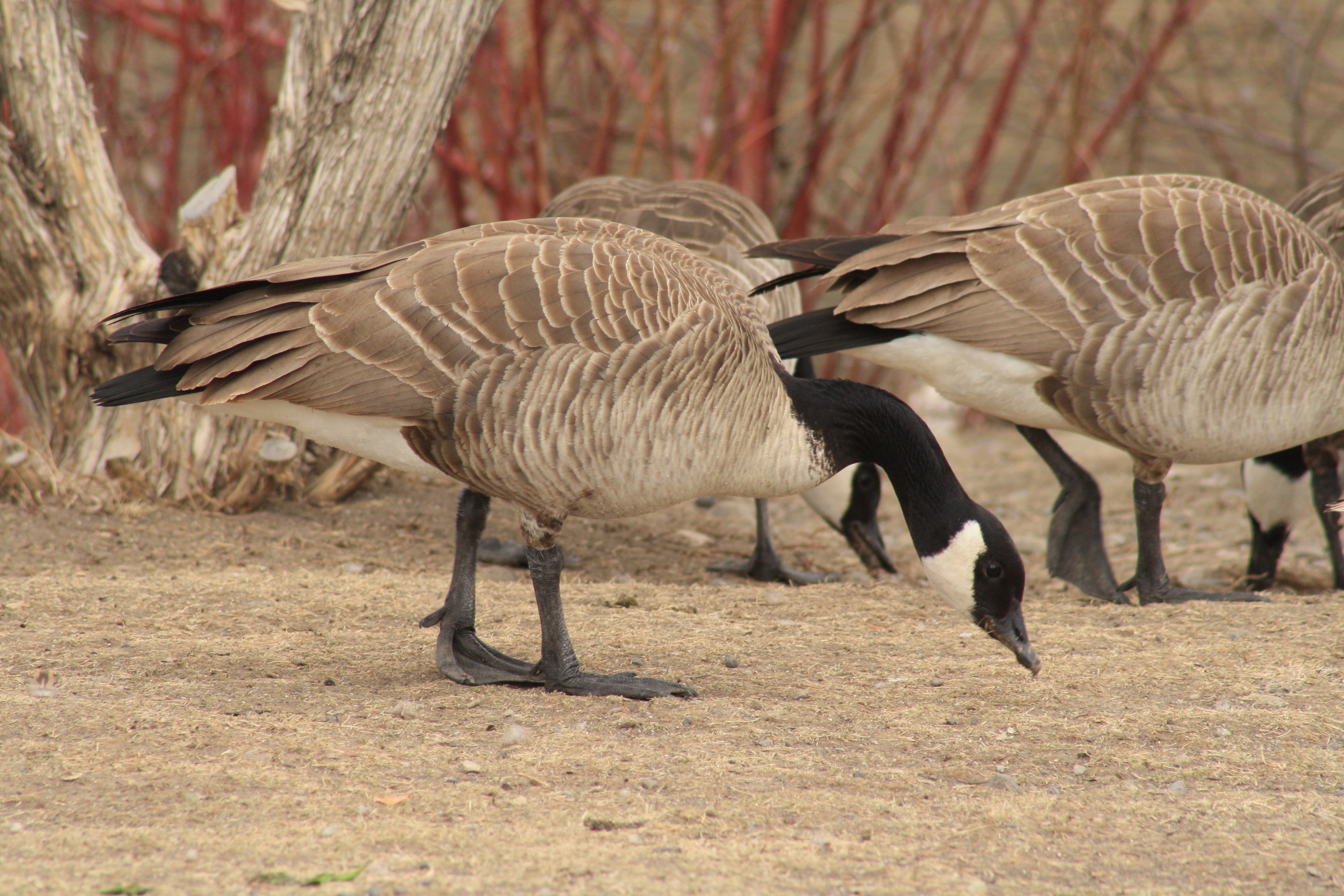 Canada Geese, Livingston, MT_PJ_Falatek.jpg