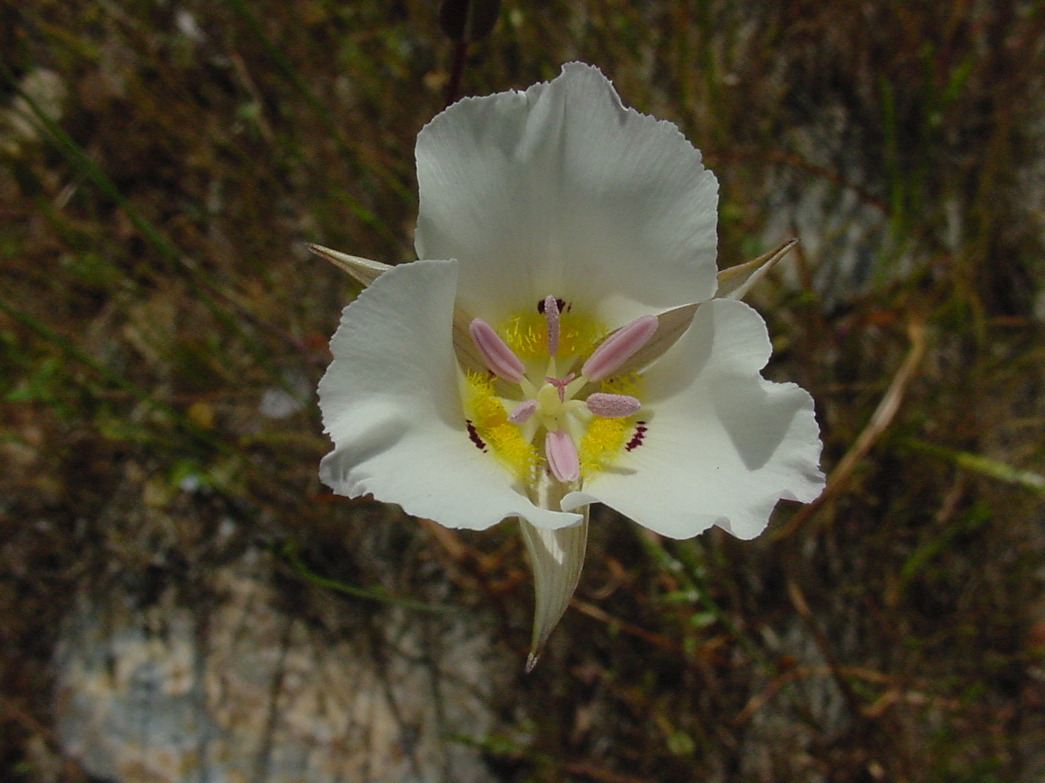 Calochortus dunnii.jpg