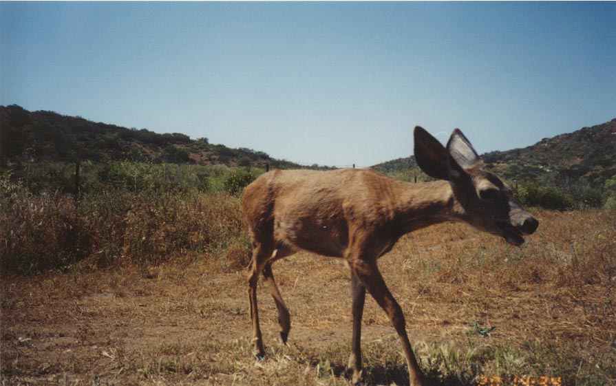 mule_deer_USGS_remote_camera.jpg