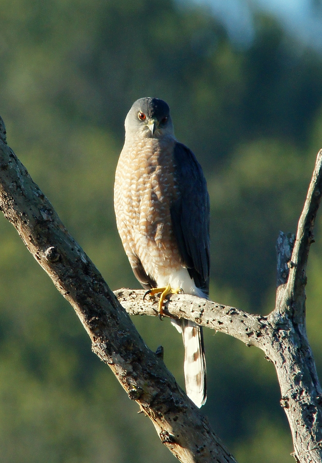 Cooper's Hawk.JPG