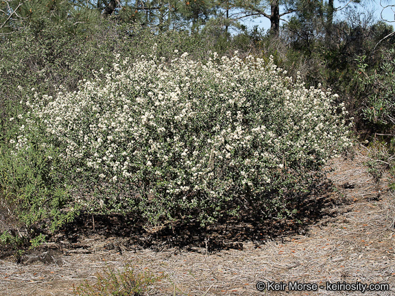 Ceanothus_verrucosus_3_KeirMorse.jpeg