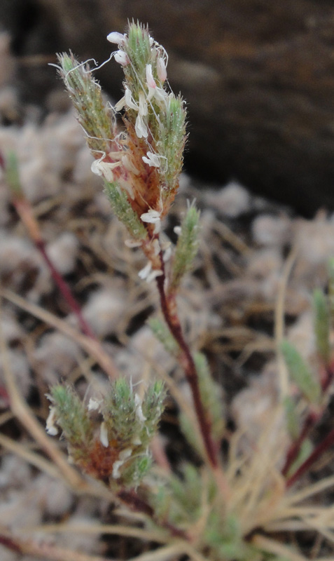 California_orcutt_grass_AnnaBennett_2013.jpeg